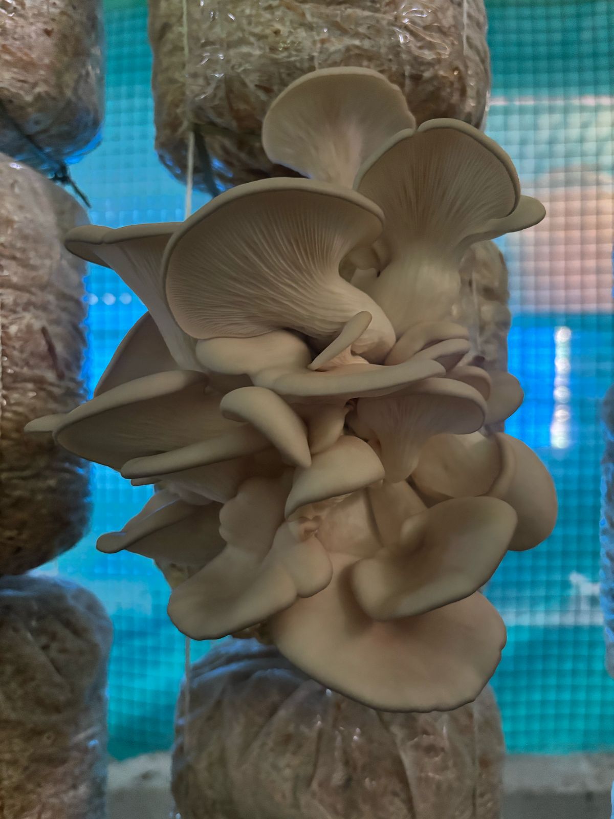 1KG Fresh Grey Oyster Mushroom
