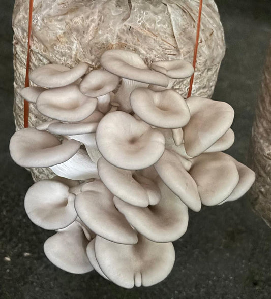 1KG Fresh Grey Oyster Mushroom
