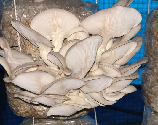 1/2 KG FRESH GREY OYSTER MUSHROOMS